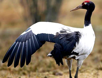 Blacked-necked crane in Bhutan