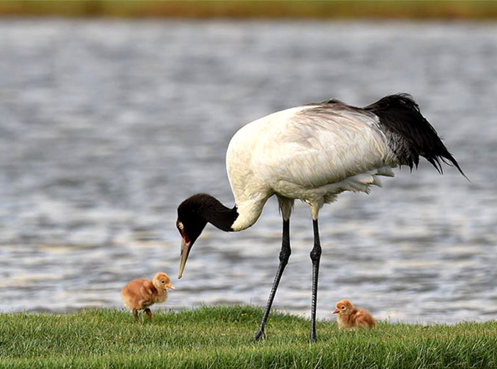 black necked with babies