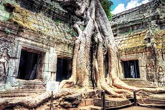 Tree roots cover temple at Angkor