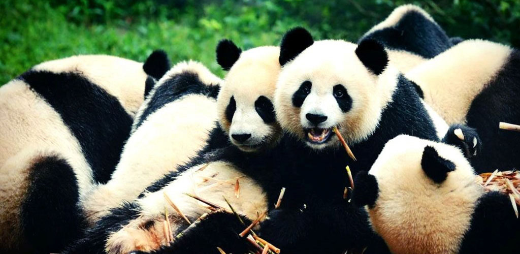 Giant Pandas at play in Chendu sanctuary
