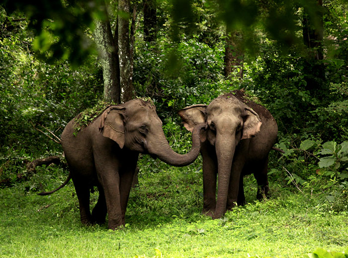 Tholpetty Elephant Sanctuary, India
