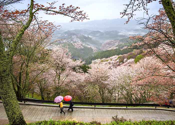 Cherry blossom trees along a footpath in Nara, Japan