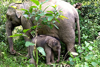 Mother and child elephants at Xieng Lom Elephant Village