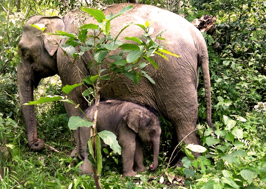 Laos Elephant Village with mother and baby Asian elephant