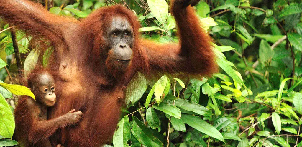 Borneo Orangutan and child swinging in trees