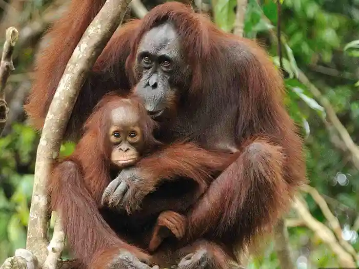 Orangutan mother and child