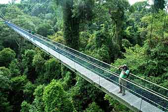 Bukit Timah Preserve aerial walk