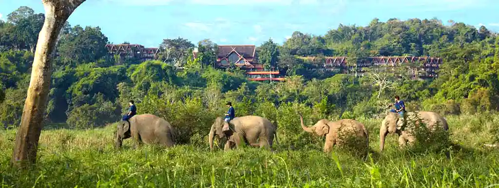 Elephants walking at the the Anantara Golden Triangle resort