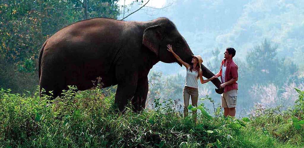 Thai elephant with couple in Chiang Rai elephant camp