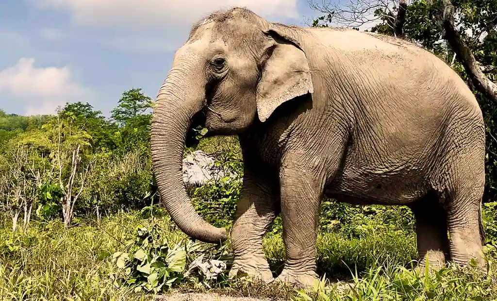 Elephant names Sroy at Phuket elephant sanctuary