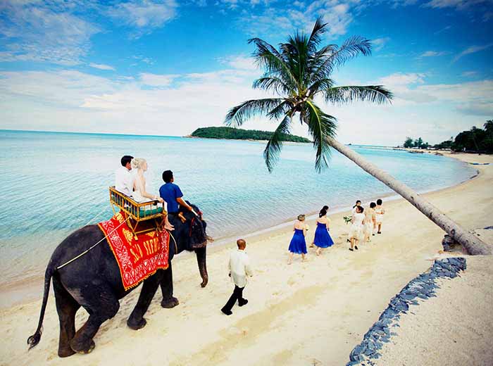 Honeymoon with elephants on Koh Samui