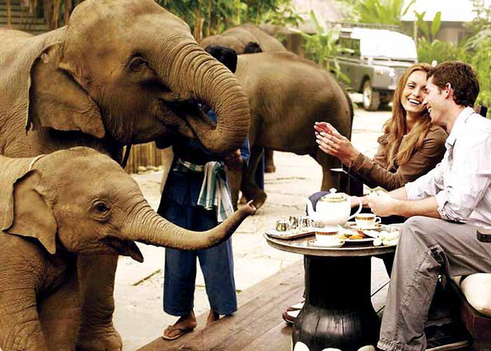 Breakfast with elephants during honeymoon in Thailand