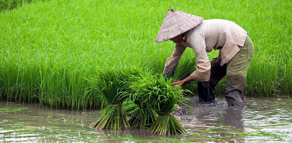 Rice farmer in Hue, Vietnam