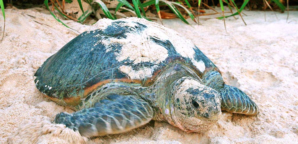 Adult turtle on Can Dao Island, Vietnam
