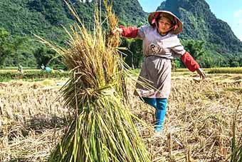 Rice farmer in Mai Chau, Vietnam