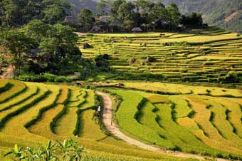 Terraced rice fields in Mau Chau area