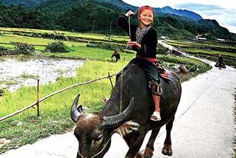 Hilltribe boy riding a water buffalo in in North Vietnam