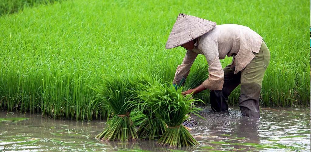 Rice farmer near Hoi An, Vietnam