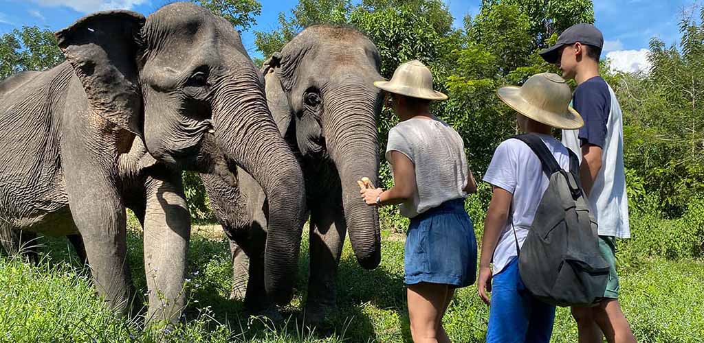 Feeding elephants at Kulen Elephant Forest in Siem Reap, Cambodia