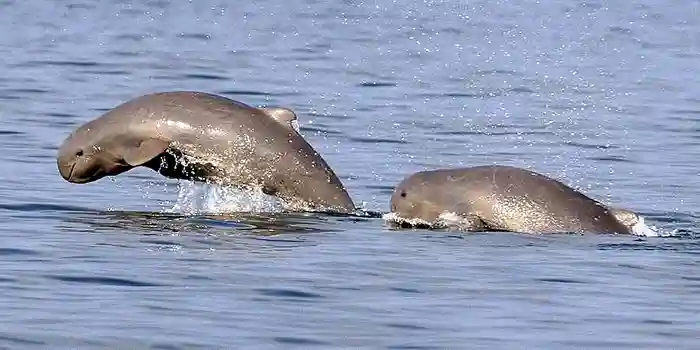 Pair of Irrawaddy Dolphins jumping in the Mekong River, Cambodia