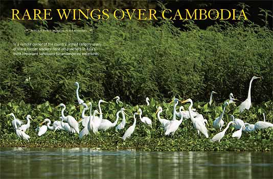 Rare wings over Cambodia