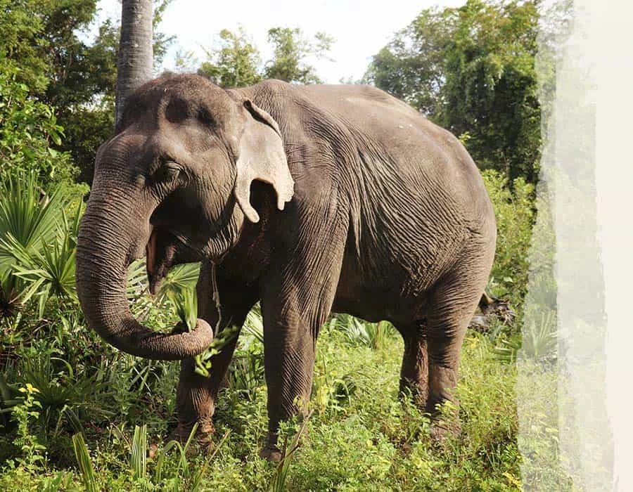 Savath, elephant at the Kulen Elephant FOrest in Cambodia