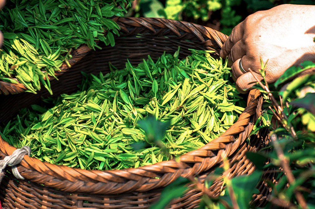 Green tea in basket in Hangzhou