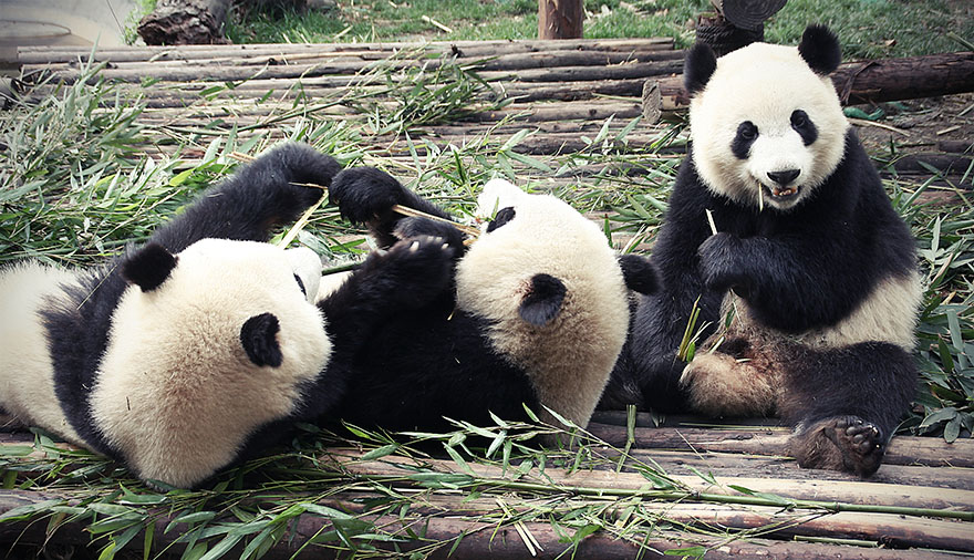 Giant Panda Conservation in Chegdu by Gill Penney