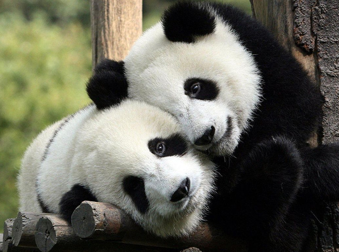 Pair of giant pandas, China Photo Tour