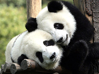 Pair of giant pandas Chengdu