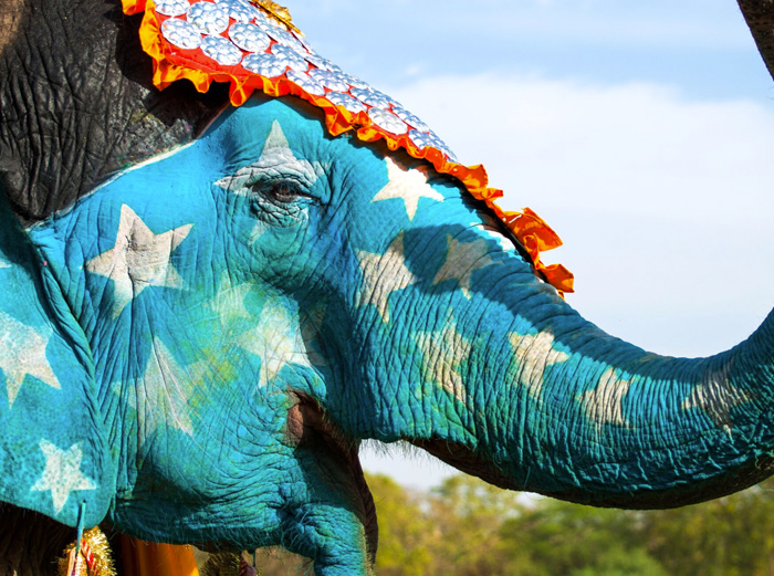 Elephant in Indian Festival 