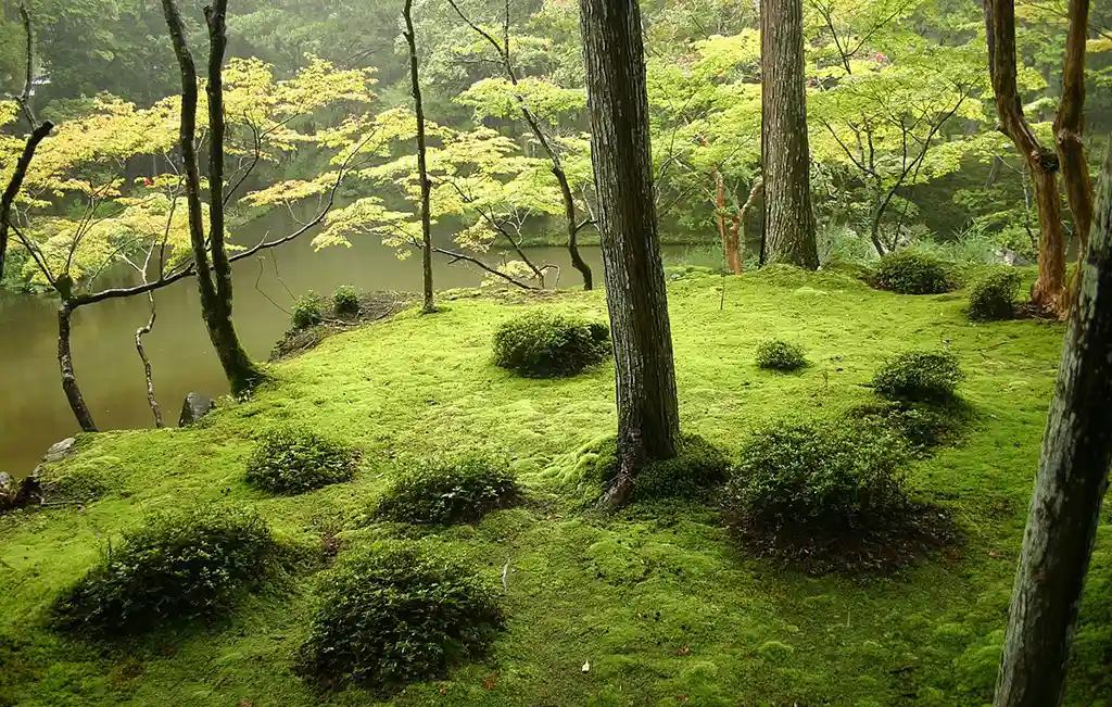Saihouji Kyoto moss forest