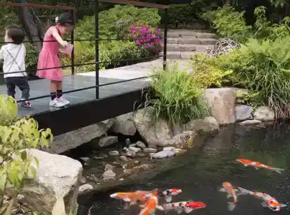 Child feeding koi fish in pond at Four Seasons in Kyoto, Japan