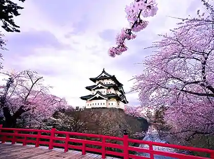 Hirosaki Castle and cherry blossoms in Aomori, Japan