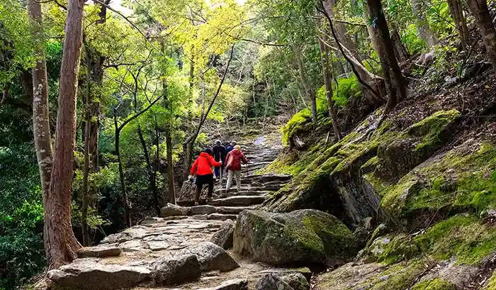 Hiking a lush remote Japanese trail