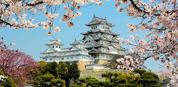 Front view Himeji Castle with cherry blossoms, Japan