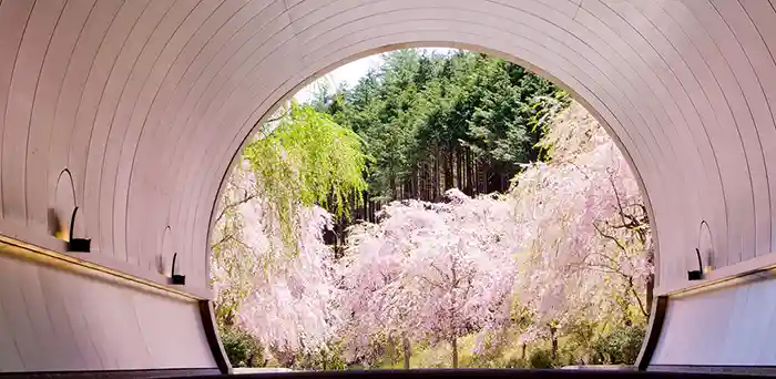 Japan's Miho Museum with tunnel view of cherry blossoms