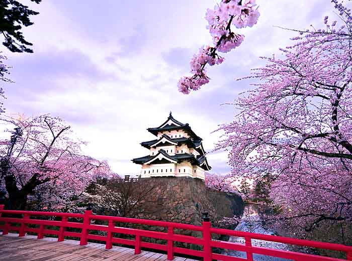 Japan cherry blossom trees and fort