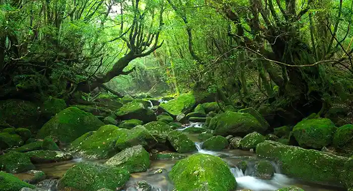 Yakushima ancient forest