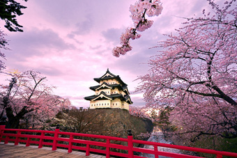 The Cherry blossoms Japan