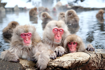 Snow monkeys - Japan