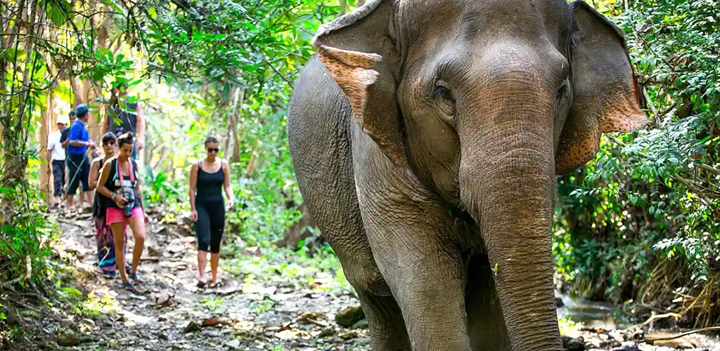 volunteers at elephant camp in Laos