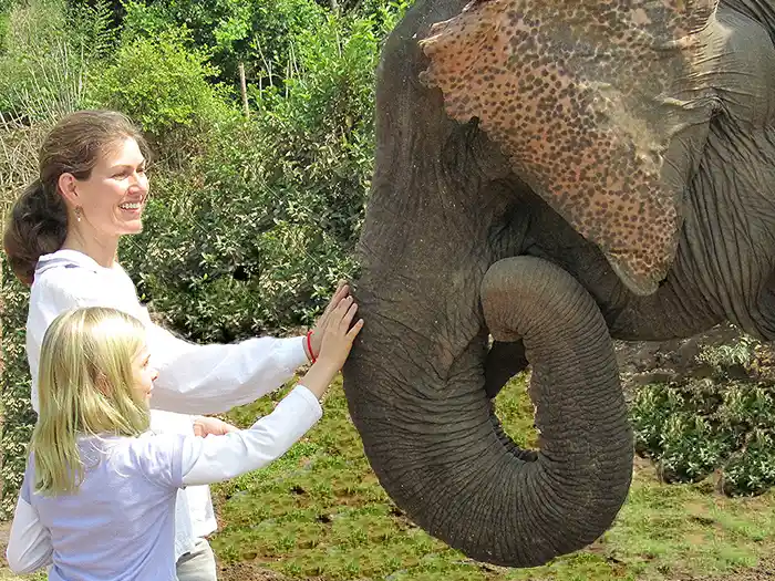 Family petting elephant in Asian elephnat camp