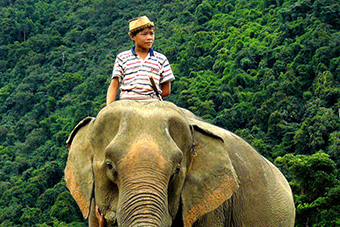 Young boy riding elephant in Laos