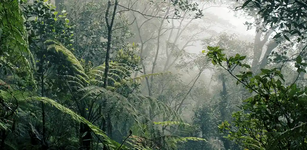 Borneo rainforest