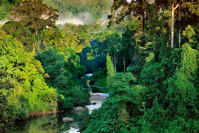 Borneo rainforest and river
