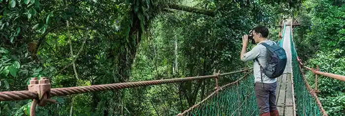 Canopy walk in the Danum Valley, Borneo