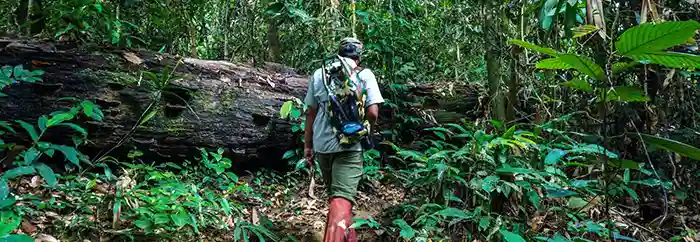 Danum Valley Borneo rainforest trekking