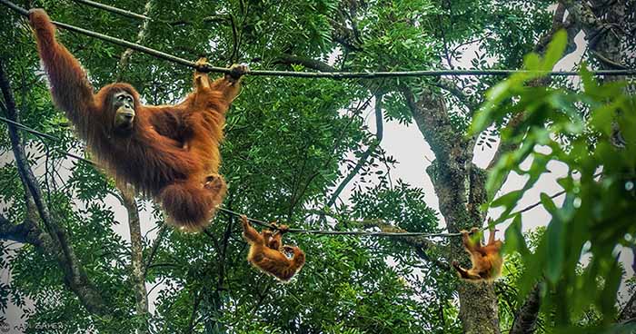 Orangutan mother and child in Borneo jungle