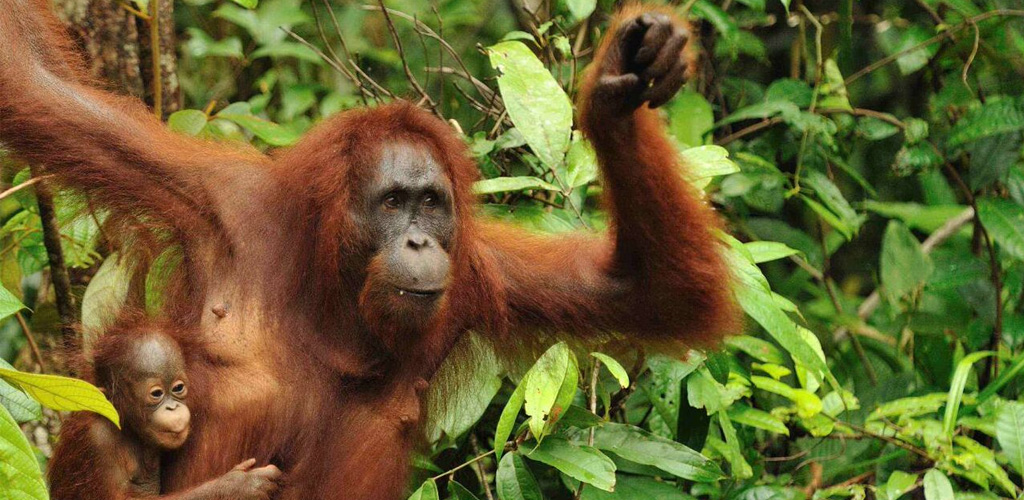 orangutans in the jungle of Borneo